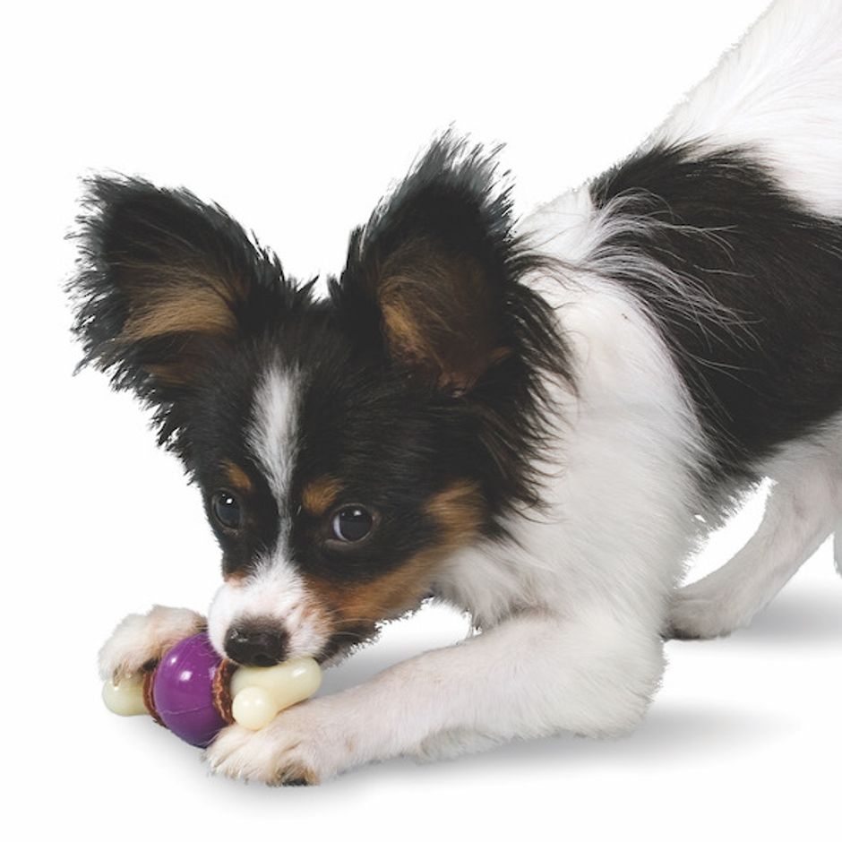 PetSafe Busy Buddy Barnacle Hundleksak, Medium