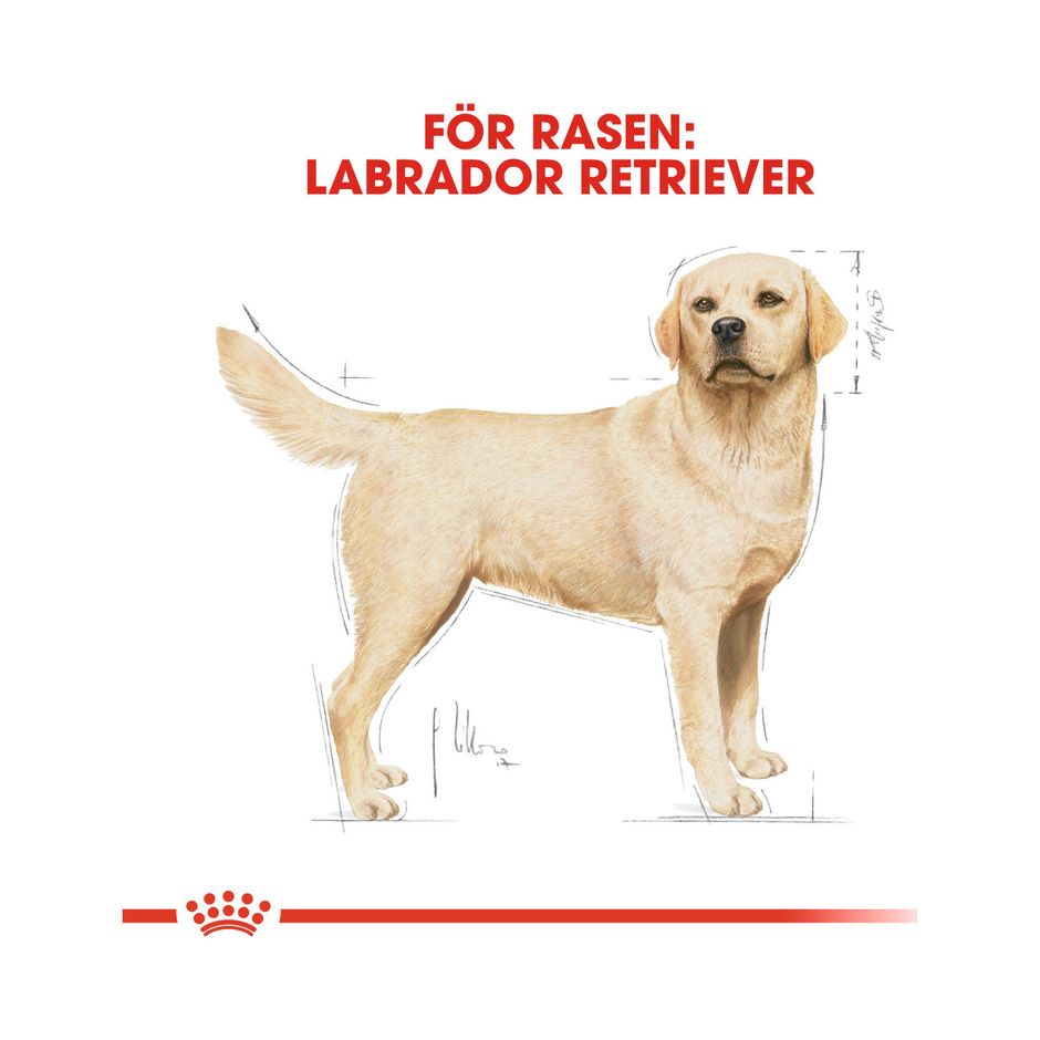 Köp Royal Canin Labrador Retriever Adult till din hund | Tinybuddy