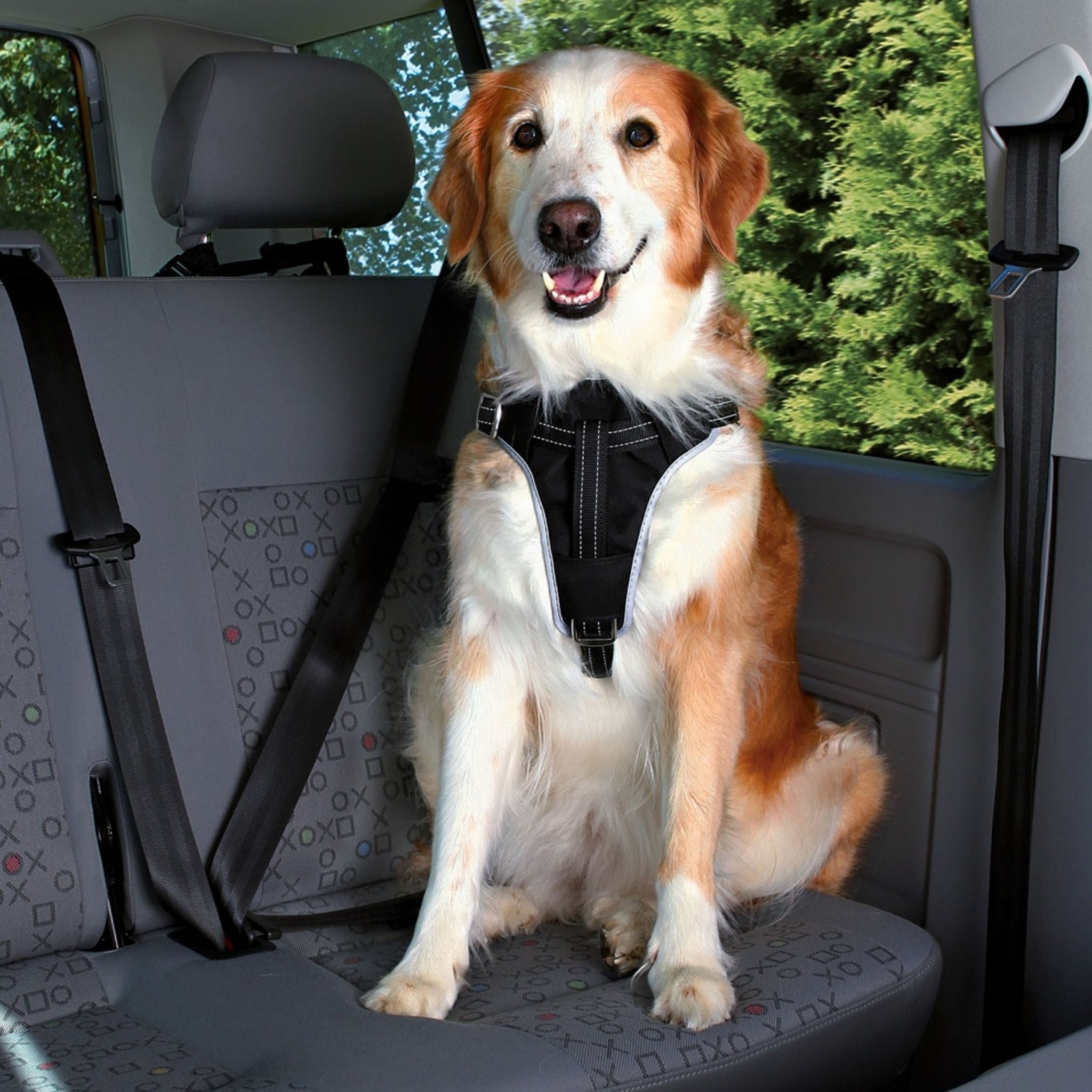 Minearbejder forståelse Surrey Köp Bilbälte för Hund till din hund | Tinybuddy