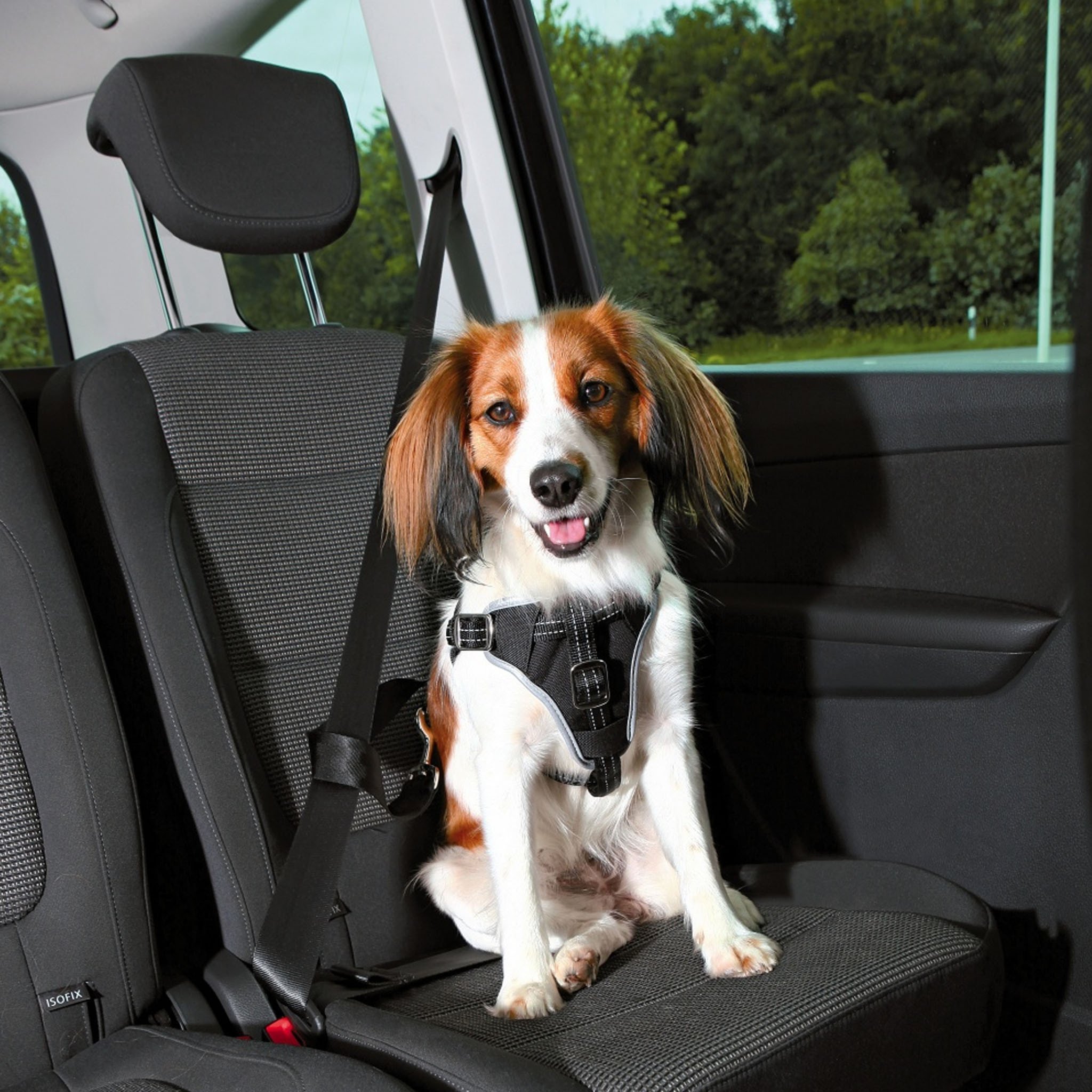 Bilbälte för Hund till din hund Tinybuddy