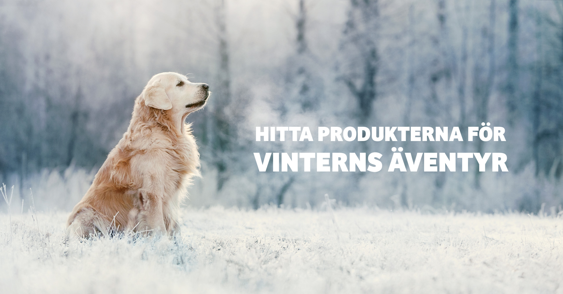 Vinterprodukter till hund